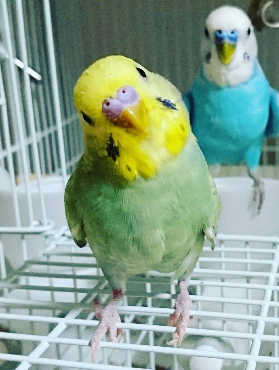 えつもも こんばんは 少し遅れましたが コザクラインコのまっちゃん2歳 セキセイインコの陽ちゃん1歳 お誕生日 おめでとうございます