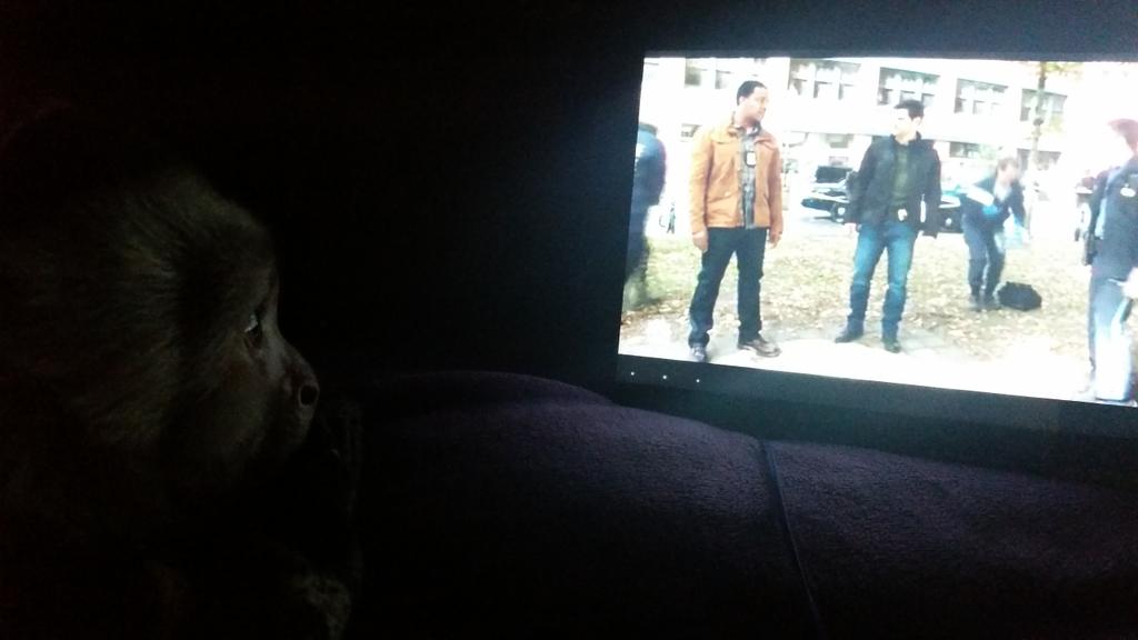 Jessica6868's tweet photo. @NBCGrimm @russellhornsby @mistergiuntoli @MrReggieLee @sasharoiz @clairecoffee @RealBreeTurner has a #FurryLittleFan 🐒 #GrimmWatchingMonkey https://t.co/TBfNcfU92Y