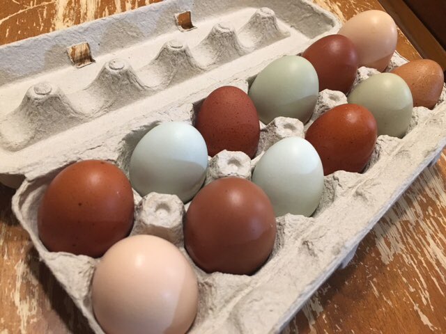 EggsManagement's tweet photo. Another dozen #farmfresh eggs packed up to go out to a customer. Check out the colours! #buylocal 🥚🍳 https://t.co/v2cdTypeGO