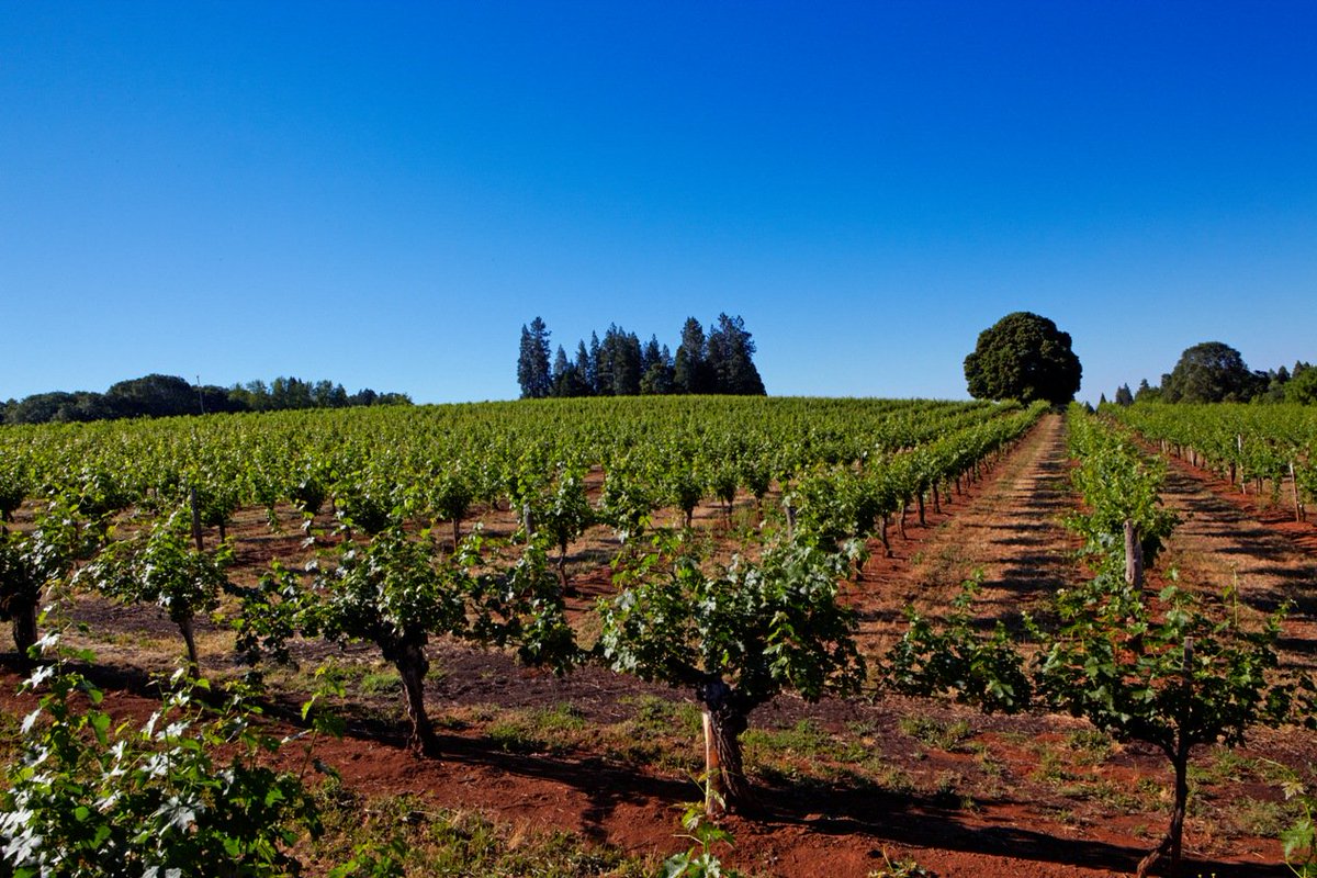 VisitElDorado's tweet image. Looking for last-minute Valentine's gift inspiration? Look no further: bit.ly/WineriesElDora…