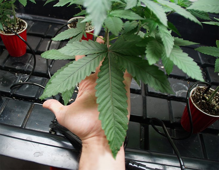 GasGrowers's tweet image. #1 of 5 #dogwalkerog phenotypes. 6 feeds a day in solo cups. #gas #marijuana #cannabis #hightimes