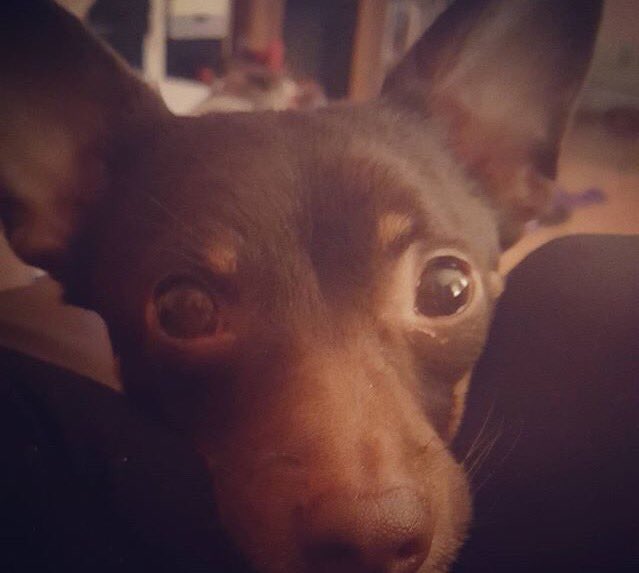 officeDogIMT's tweet photo. When you're trying to take a #photo but #selfie mode is on. #dogsoftwitter #dogslife #travel https://t.co/UwlHzxlzED