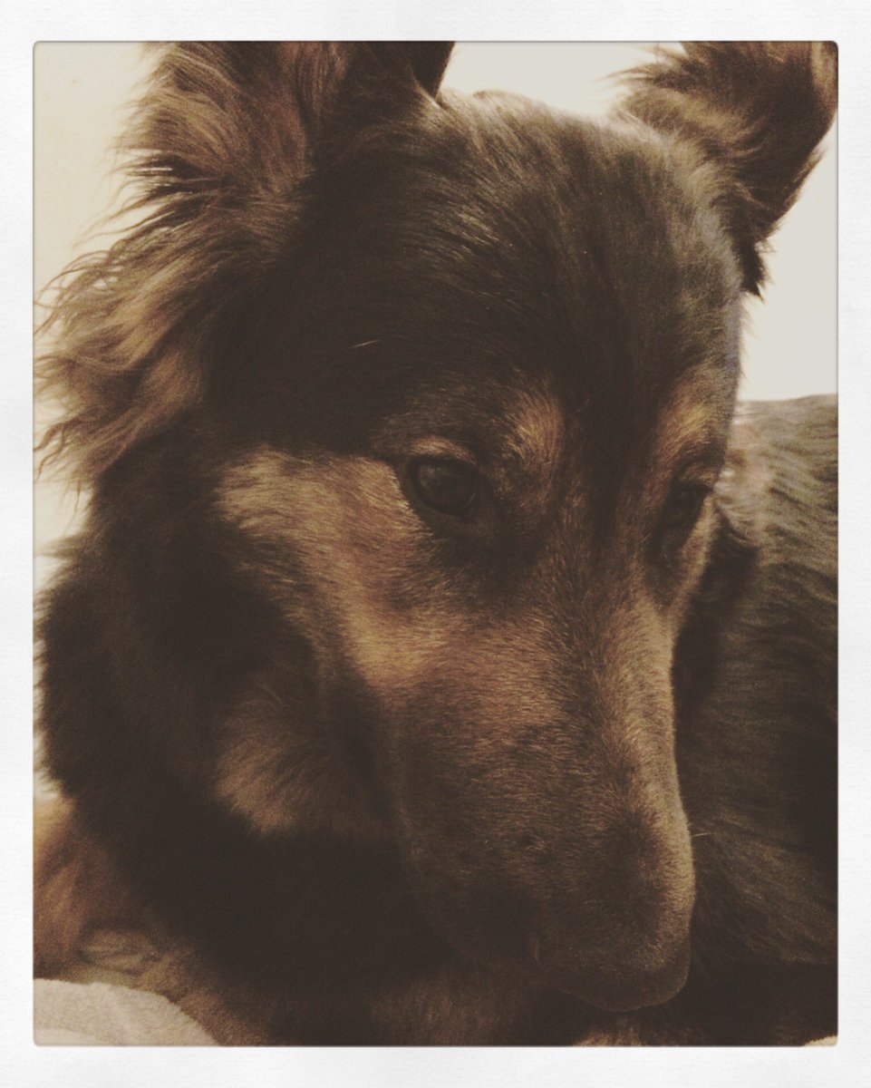LConnolly89's tweet photo. My super model. #gsd #GermanShepherd #Dakota #AKC #WKCDogShow https://t.co/LtNHng6ZKu