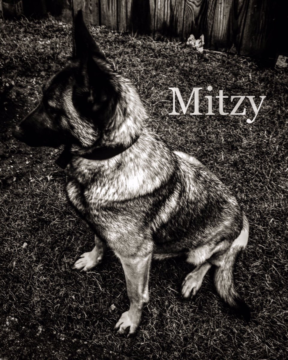420ProtectDogs's tweet photo. Rottweiler & Malinois 👊🏻🔥👊🏻 #Rottweiler #rottie #malinois #mali #bishopauckland #420PD https://t.co/lbkNH7Nijq