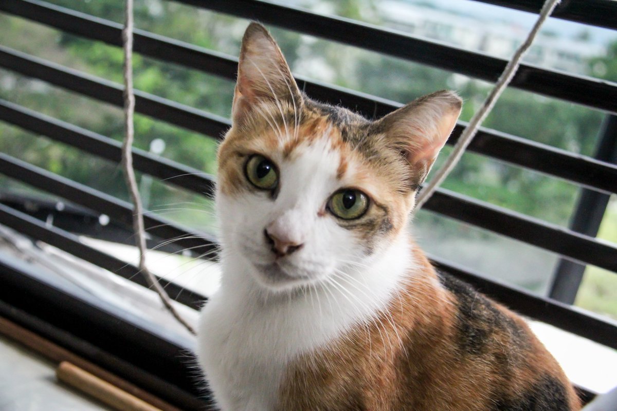 Djenee_SG's tweet photo. Buy a bouquet of roses/pair of cufflines for your loved ones and help kitties. Find out more: https://t.co/5ysUI3fOUF https://t.co/ViEnZB5bup
