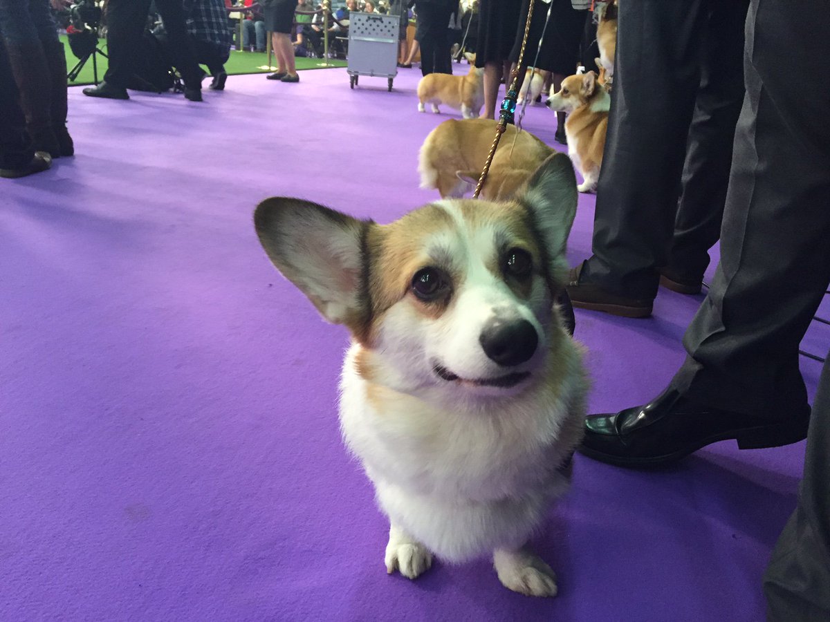 WeRateDogs tweet media