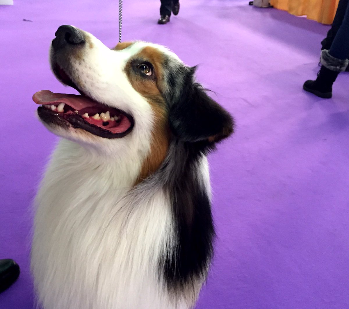 WeRateDogs tweet media