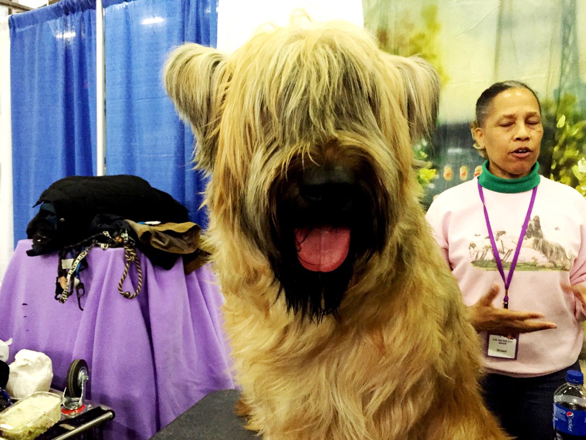 I couldn't make it to the #WKCDogShow BUT I have people there on the ground relaying me the finest pupper pics possible. 13/10 for all