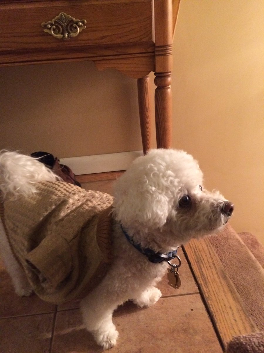 _camel_case_'s tweet photo. My dog. Cc: @youngpopecast https://t.co/yt7ZwSHGih