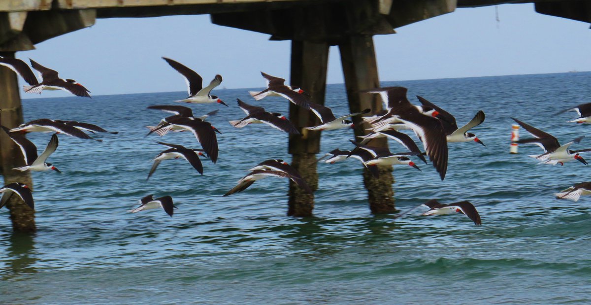 edingolo1's tweet image. The birds, the pier...