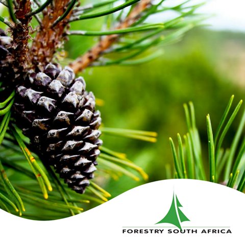 Forestry SA tweet media