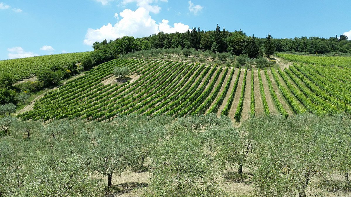 Donatella Cinelli Colombini: “No al marchio unico, la nostra forza sono le piccole aziende” ow.ly/EjJC308YYNf #vino #madeinitaly