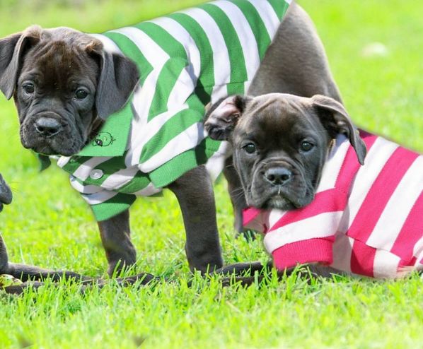 FVRRYbox's tweet photo. We got a tough team @FVRRYbox ... Ready for a good game....
#pooch #AnimalLover #PetLover  #dogsoftwitter #fvrrybox https://t.co/PYIGo1xrjy