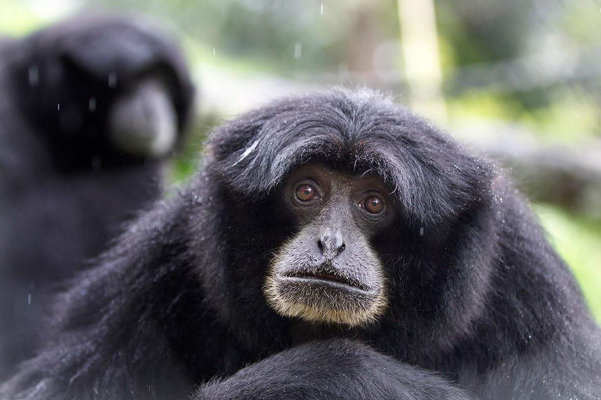 HamiltonZooNZ's tweet photo. @tarongazoo @national_zoo @PerthZoo @Willowbank_NZ we're not gibbon up yet! #VdayPunOff https://t.co/sAvIA0o5JM