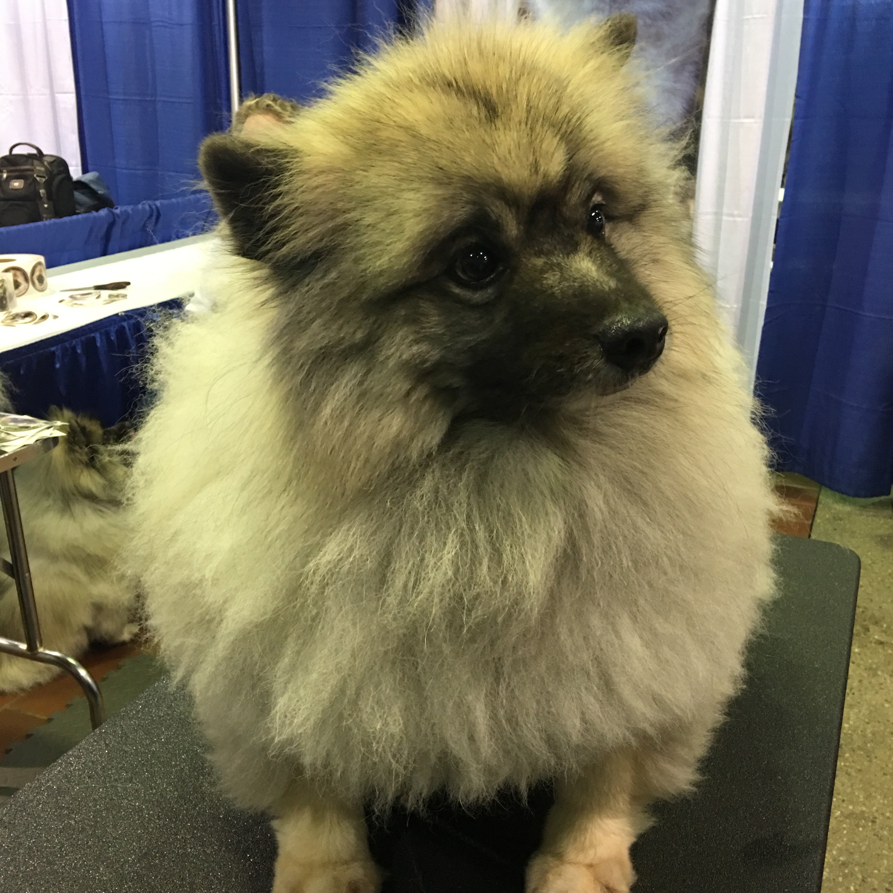 Westminster Kennel Club on X