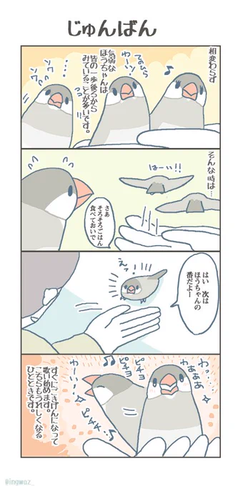 じゅんばん。

#buncho #javasparrow #文鳥 