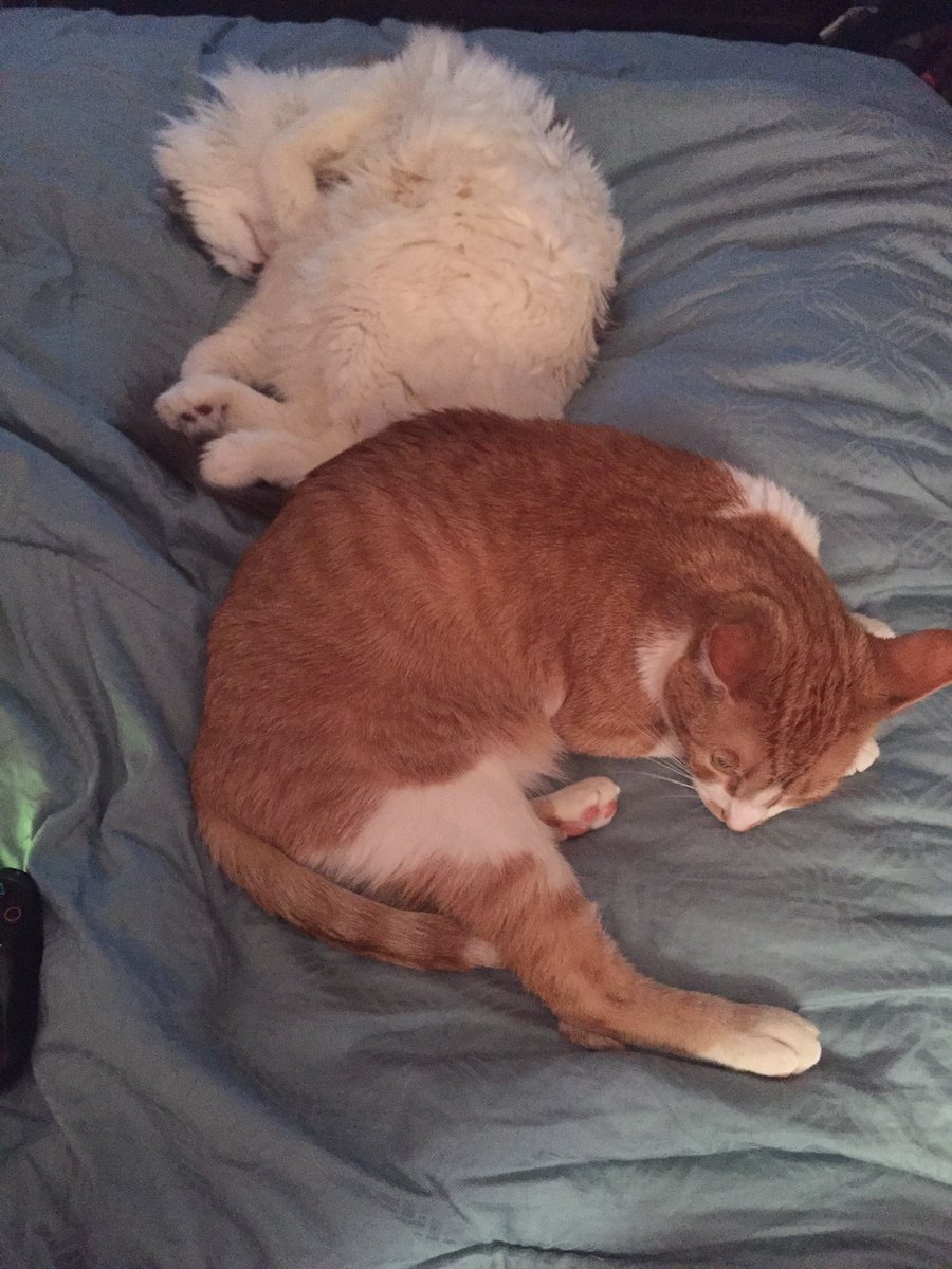 IDreamOfHamill's tweet photo. @hamill_france @HamillHimself @EByzio @IvoSor3 @HamillFriends #CheetoTheCat and #QueenSnoopy wish you a goodnight π΄ππΉπ https://t.co/N8H4ejBnc7