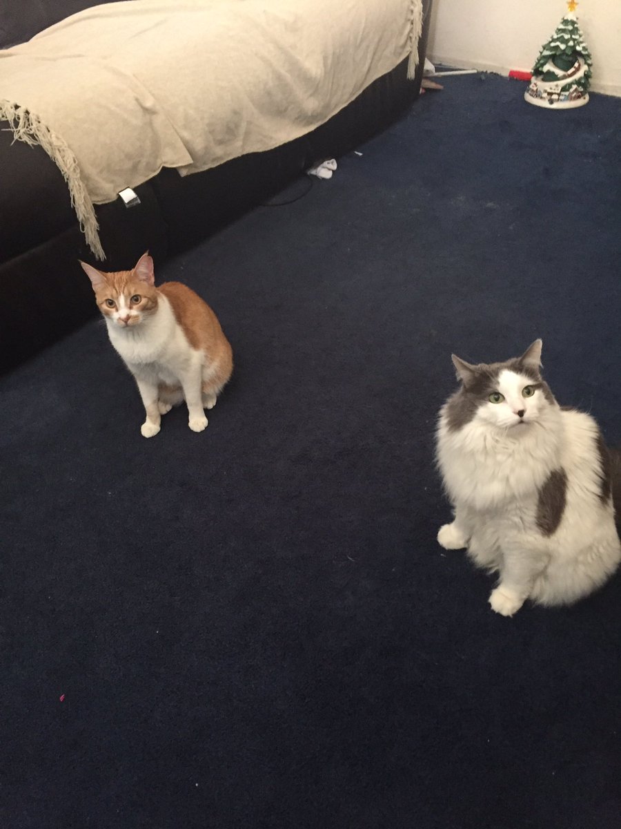 IDreamOfHamill's tweet photo. @hamill_france @HamillHimself @EByzio @IvoSor3 @HamillFriends #CheetoTheCat and #QueenSnoopy wish you a goodnight π΄ππΉπ https://t.co/N8H4ejBnc7