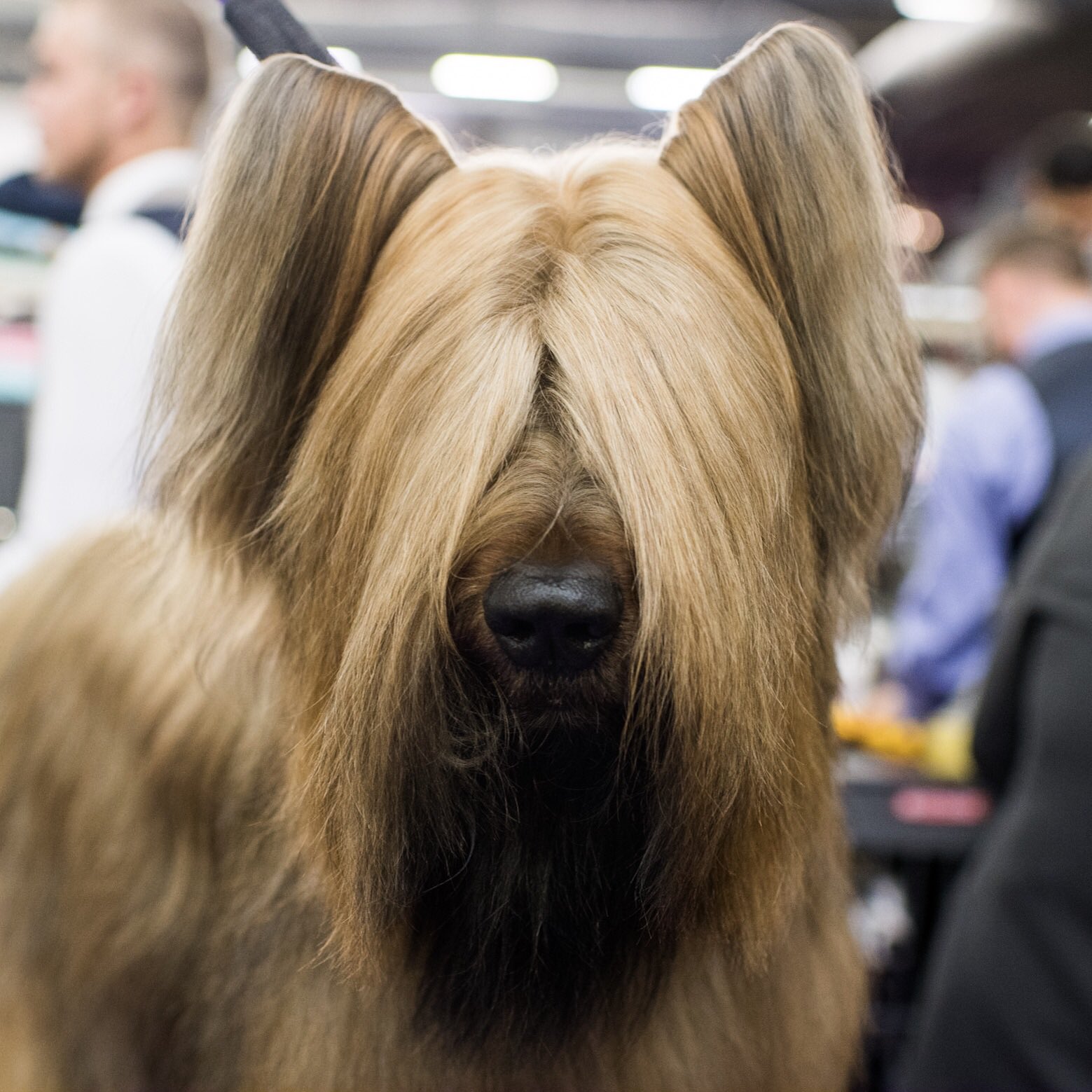 How Do You Groom Briard