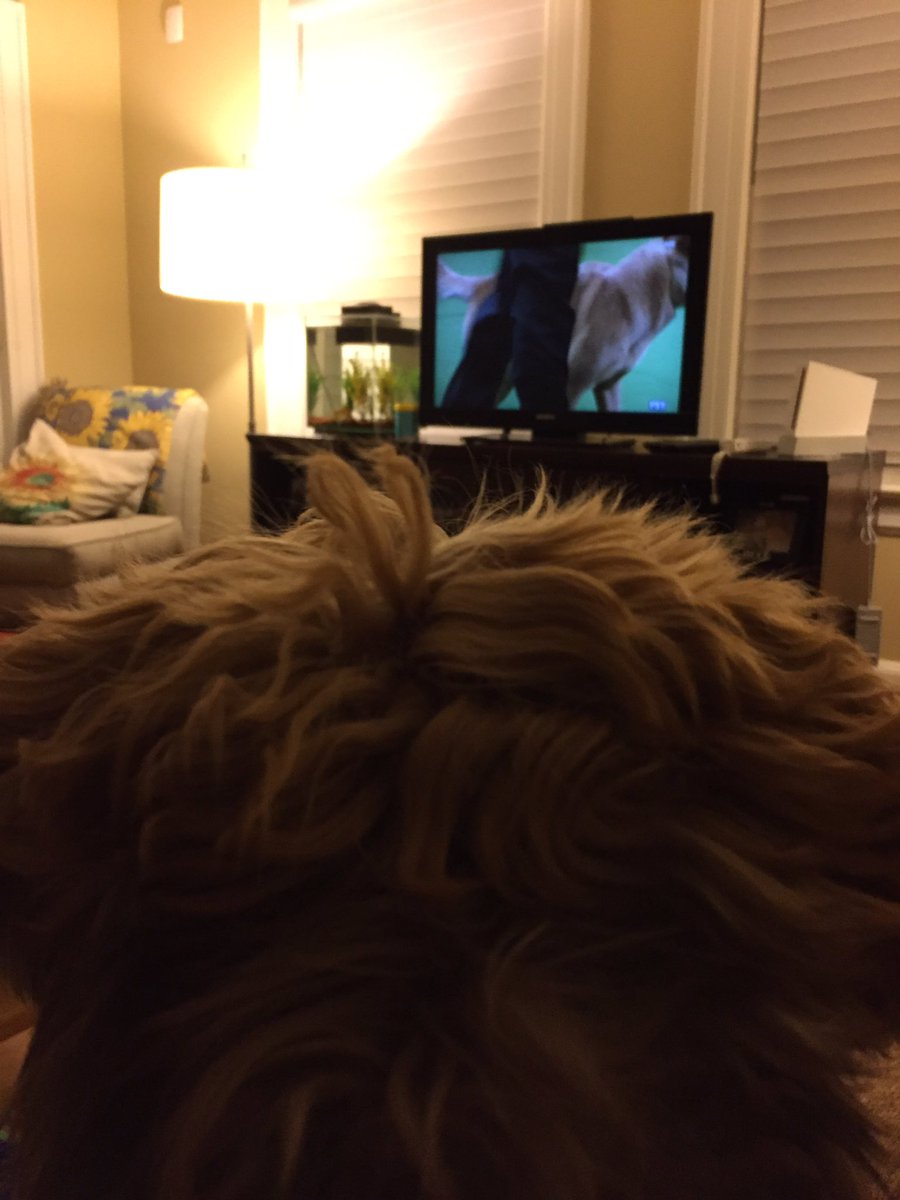 WTBeckham's tweet photo. Where are the #terriers? @WKCDOGS https://t.co/HkLLEkNQH4