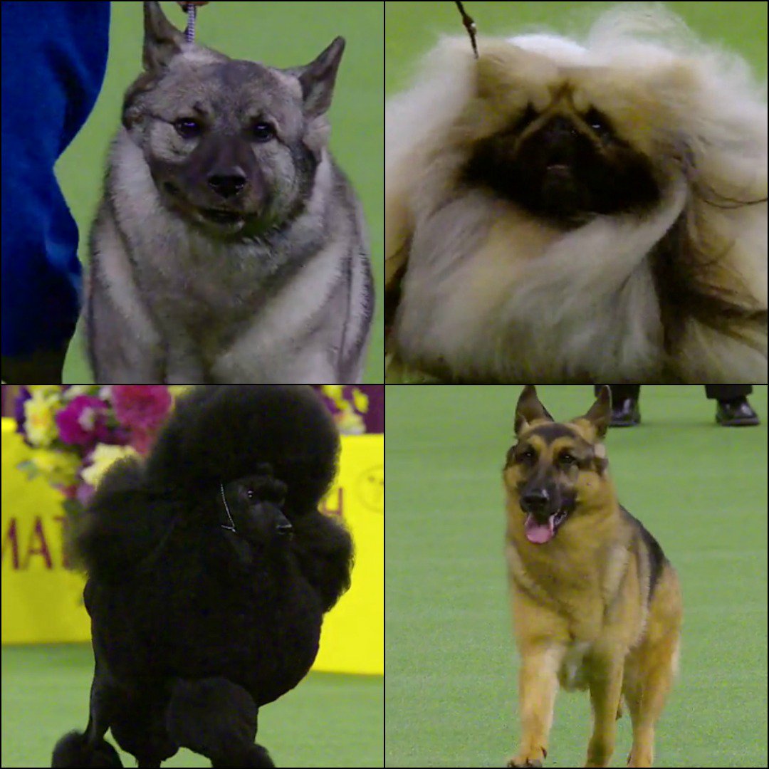 🐾 BREAKING: First Four Group Winners Announced at #WKCDogShow. bit.ly/2l2qTDw <a href="/WKCDOGS/">Westminster Kennel Club</a> 🐾