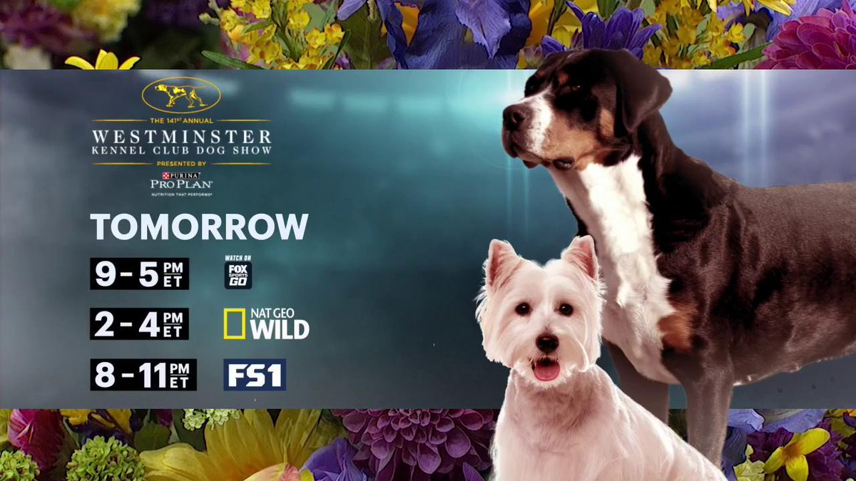 #WKCDogShow coverage continues on Tuesday on #FOXSportsGO, @natgeowild &amp; FS1! 

Best in Show announced at night!