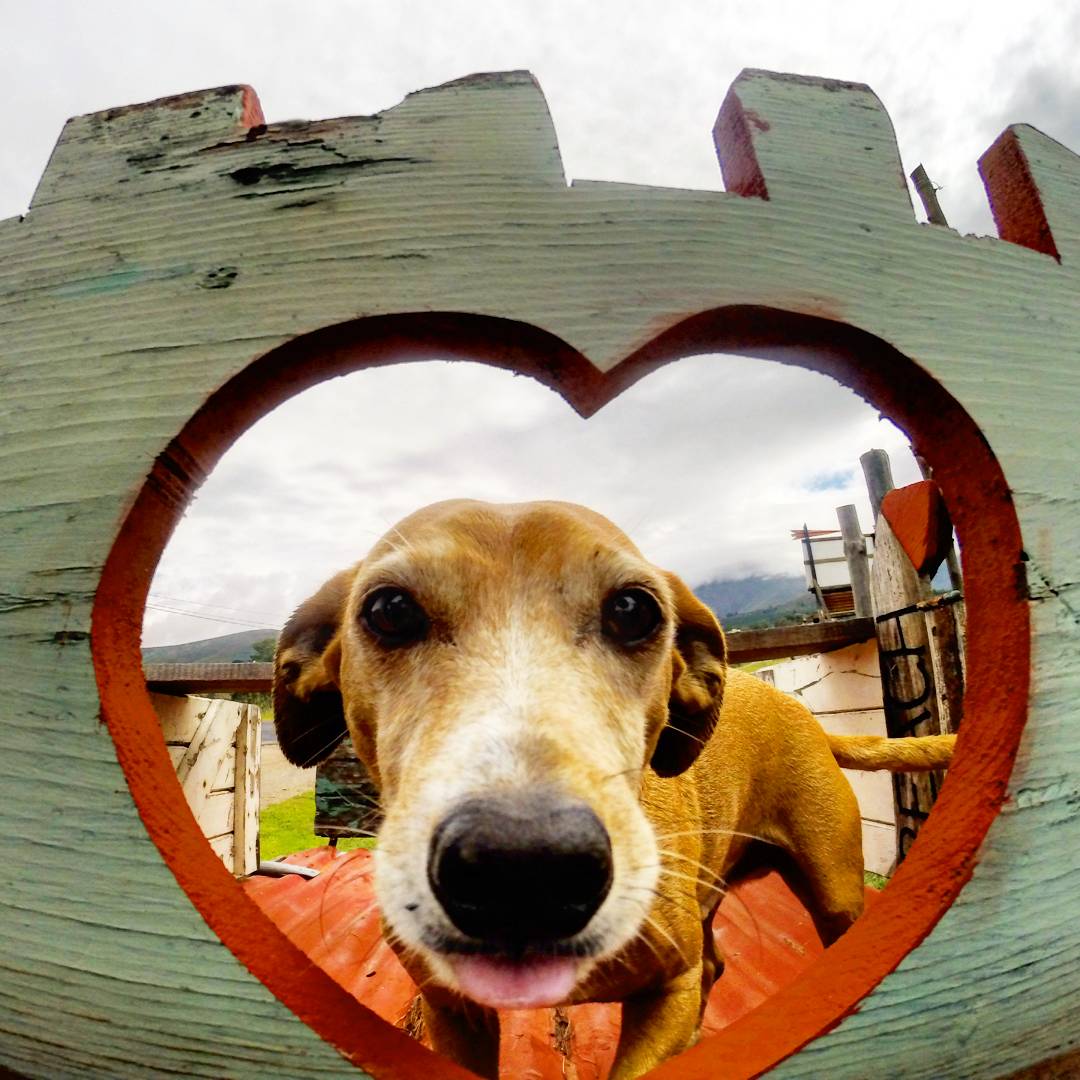 Poochy_Coo's tweet photo. Happy Valentine's day !

 #valentines #love #dogs #dogsoftwitter #CapeTown #dogsarefamily  @dogs @allcapetown @CapeTownMag https://t.co/kxomJgyJPe