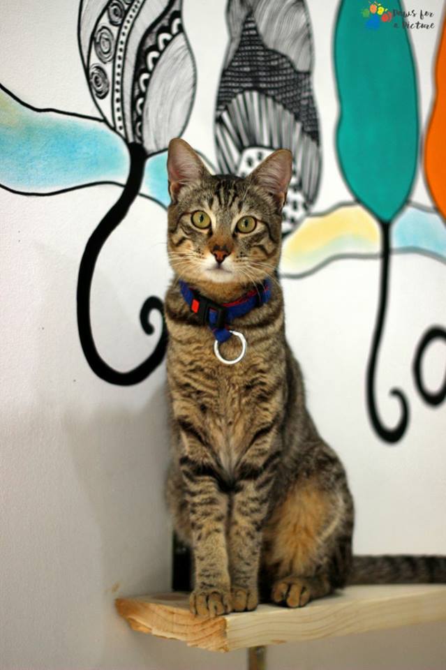 thecatstudioblr's tweet photo. This Valentines day please kiss me or take me home. 
 Love, 
 Aakash ♥ 😘 
 PC: Paws for a picture 🖼 Ashok Chintala https://t.co/Jts5jH6FCz