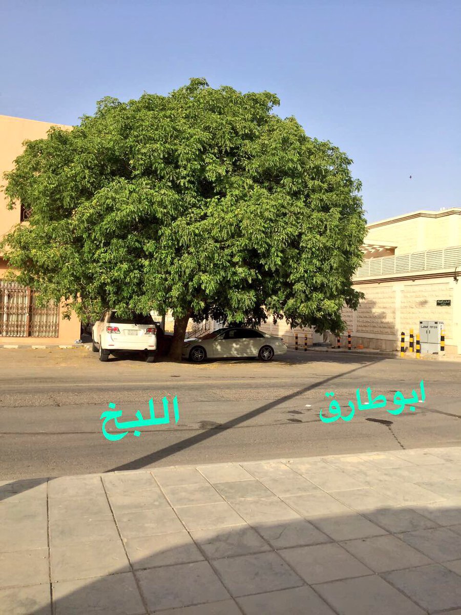 سليمان السهلي On Twitter استشرت لكم أفضل مهندس زراعي عندي عن أفضل أشجار الظل التي لا تضر المنازل ١ لبخ ٢ فلفل بنوعيه عريض أو رفيع الأوراق ٣ بونيسيانا ٤ جاكرندا Https T Co Lw8kt0rwqy