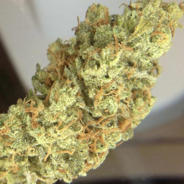 budsonwheelsoc's tweet photo. #Sour #Lemon OG! #medicalmarijuana, #medicalcannabis, #marijuana, #OG, #buds buy from https://t.co/9MbGYkAzfX https://t.co/SNdw9CQqZP