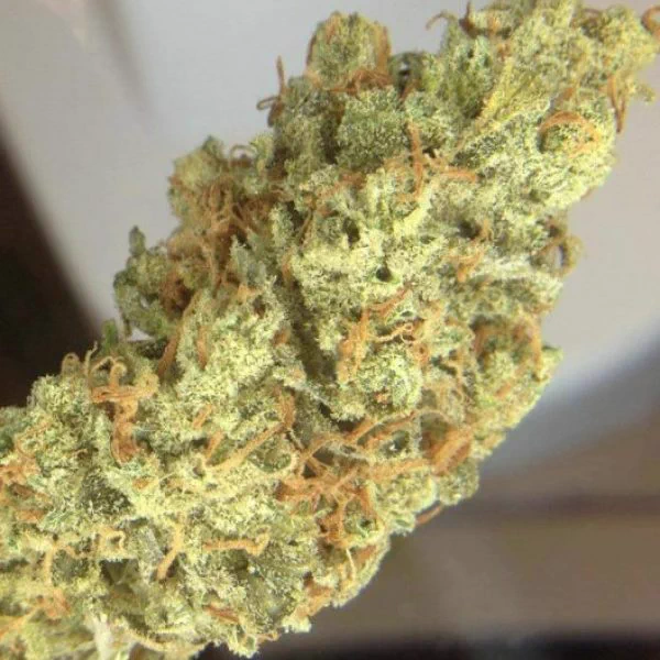 Image from Buds on Wheels OC (@budsonwheelsoc)