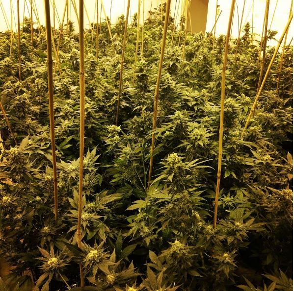 These plants come from our clones....Interested?

SoCal Inquiries Only

daddyfatdab.com