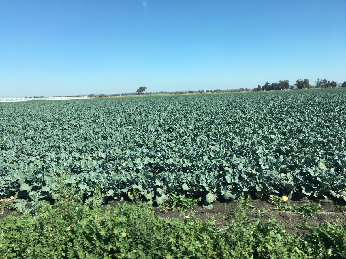 #distributioncenters interested in vegetables from Mexico contact itexpogroup.com cutting the #middleman out!