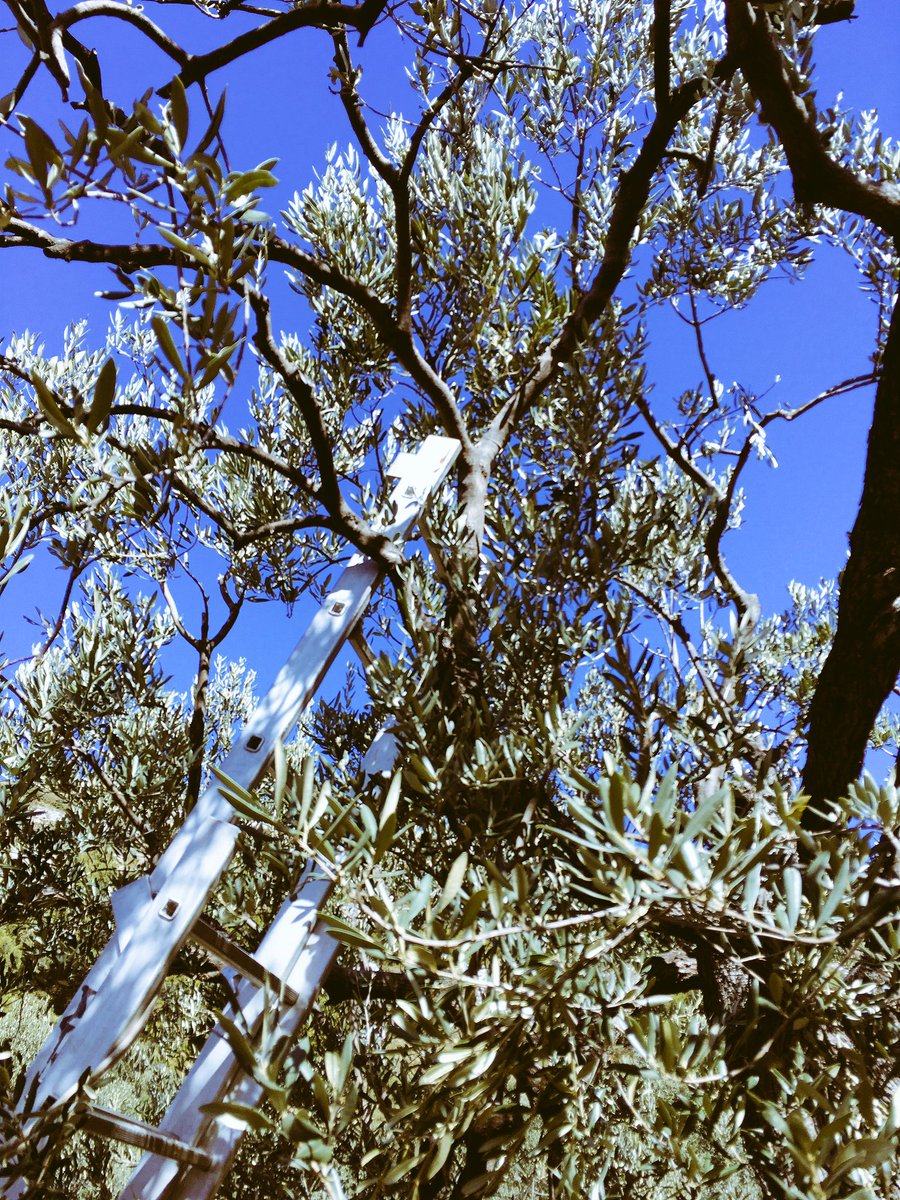 Fun in the sun #olive #oliveoil #nature #walking #hiking #Croatia #adventure #outdoorlife