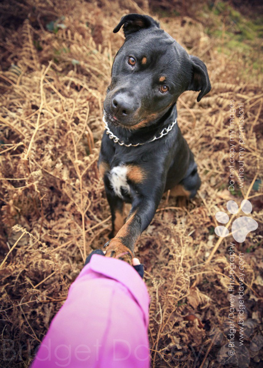 bdavey_photo's tweet image. Happy #valentines day :) to all the awesome doggies out there. 
bridgetdavey.com/blog/2016/3/ph…
#valentinesday #love #givingback #welovedogs