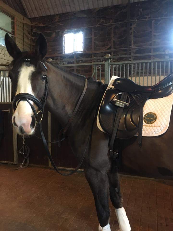 Ellie fitted with her new Albion platinum Royale this morning . Happy horse and rider! <a href="/SaddleDoctors/">Kate Norton</a> <a href="/AlbionSaddles/">Albion Saddlemakers</a> #dressage