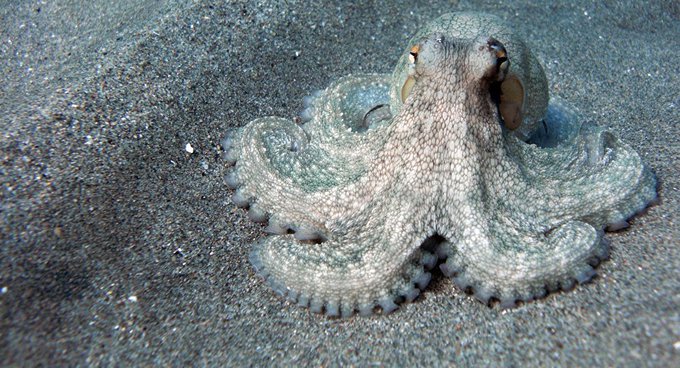 Ver imagen en Twitter