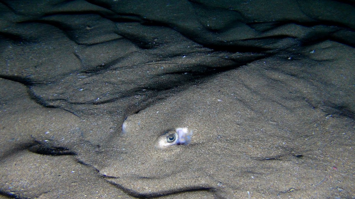 ACEP_ZA's tweet photo. Blue stingray Dasyatus chrysonata on an ROV dive off East London on the #imida project. https://t.co/u7rg81hrWP