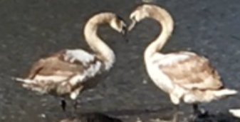thermoplace's tweet photo. Wir wünschen allen einen wunderschönen #Valentinstag! :-) 
 Ihr Thermoplace Team @thermoplace https://t.co/tQqH4sQ2ks