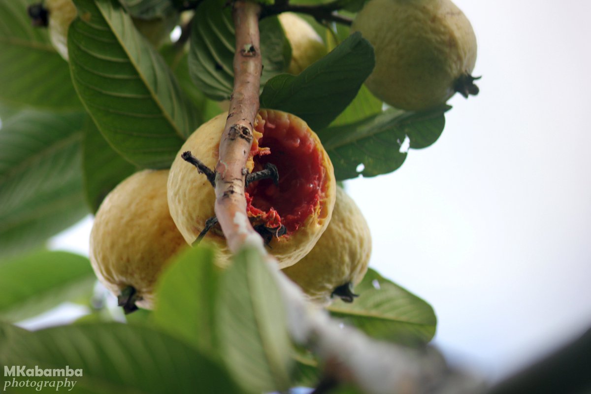 iamkabamba's tweet image. The Birds came and they left a mark #7DaysofNature #Day1
@MKabamba1 Photography