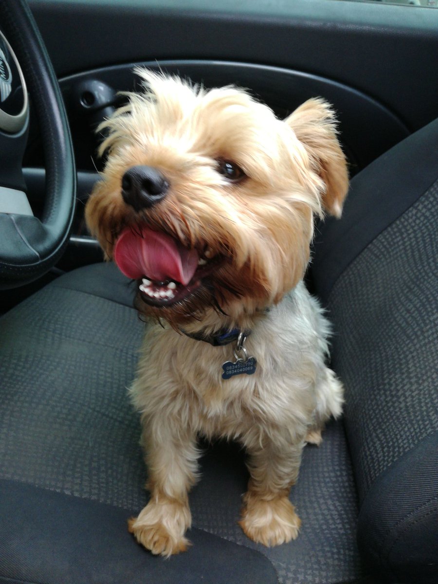 SimonecVosloo's tweet image. After dogpark