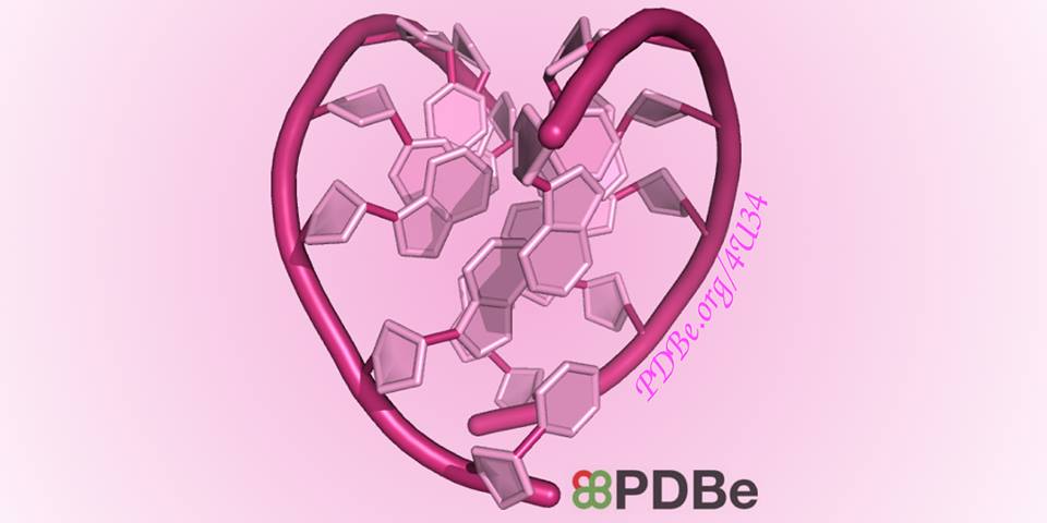PDBeurope's tweet image. For #valentines day, here's a heart shaped RNA! pdbe.org/4u34 published in @J_A_C_S in 2014