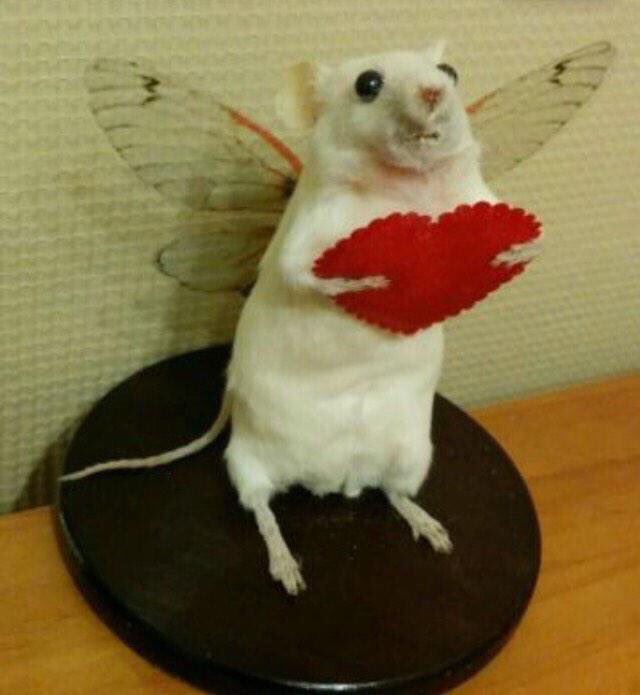 CrapTaxidermy's tweet photo. Roses are Red, Violets are blue, this Rat is dead, unlike my love for you. #Valentines https://t.co/02hj9IxNy4