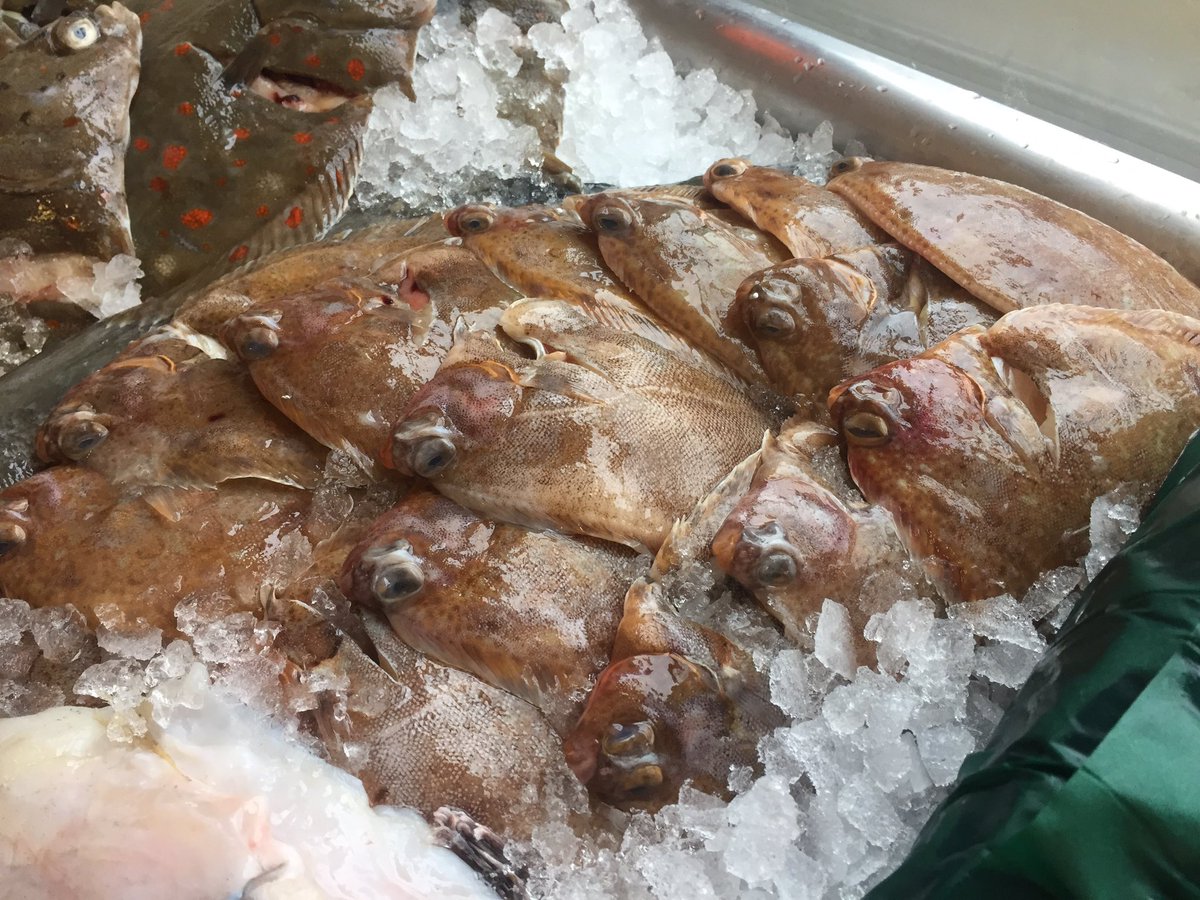 Something Fishy tweet media
