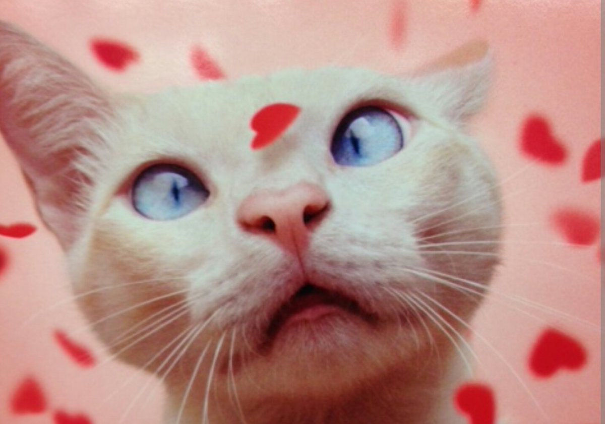 IMNOTMAKINGITUP's tweet photo. Be Mine?! ๐๐ #BeCattyTuesday #nopoliticstuesday #valentines #calmingcats https://t.co/bb8wDdjhjI