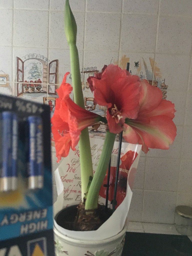 xavfunette's tweet photo. #fuckflowers je veux passer la nuit avec @dorcel comme me l'a conseillé @xavfun ! En plus j'ai déjà des piles ! https://t.co/WENCNTtMvo
