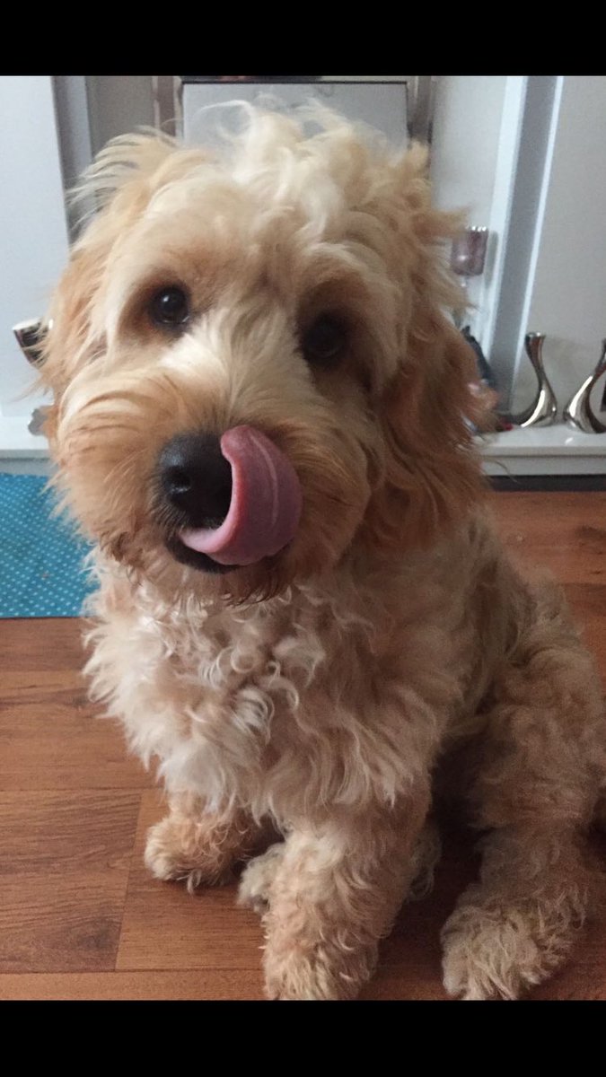 BarneyHCockapoo's tweet image. Happy Valentines 💙🐶 Giz a kiss