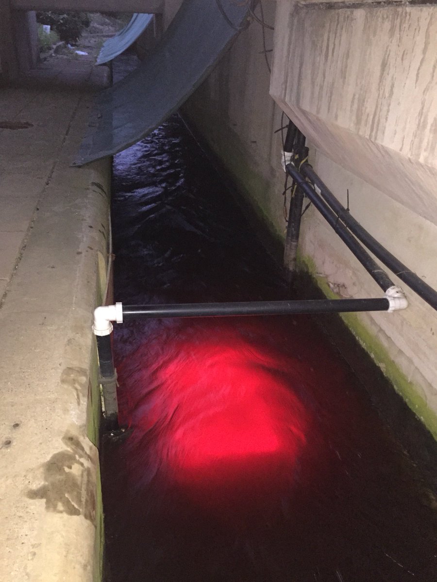 Fish_Ecol_NE_EA's tweet image. first fish recorded passing over the #teesbarrage #fishcounter this year #salmon #seatrout @CanalRiverTrust