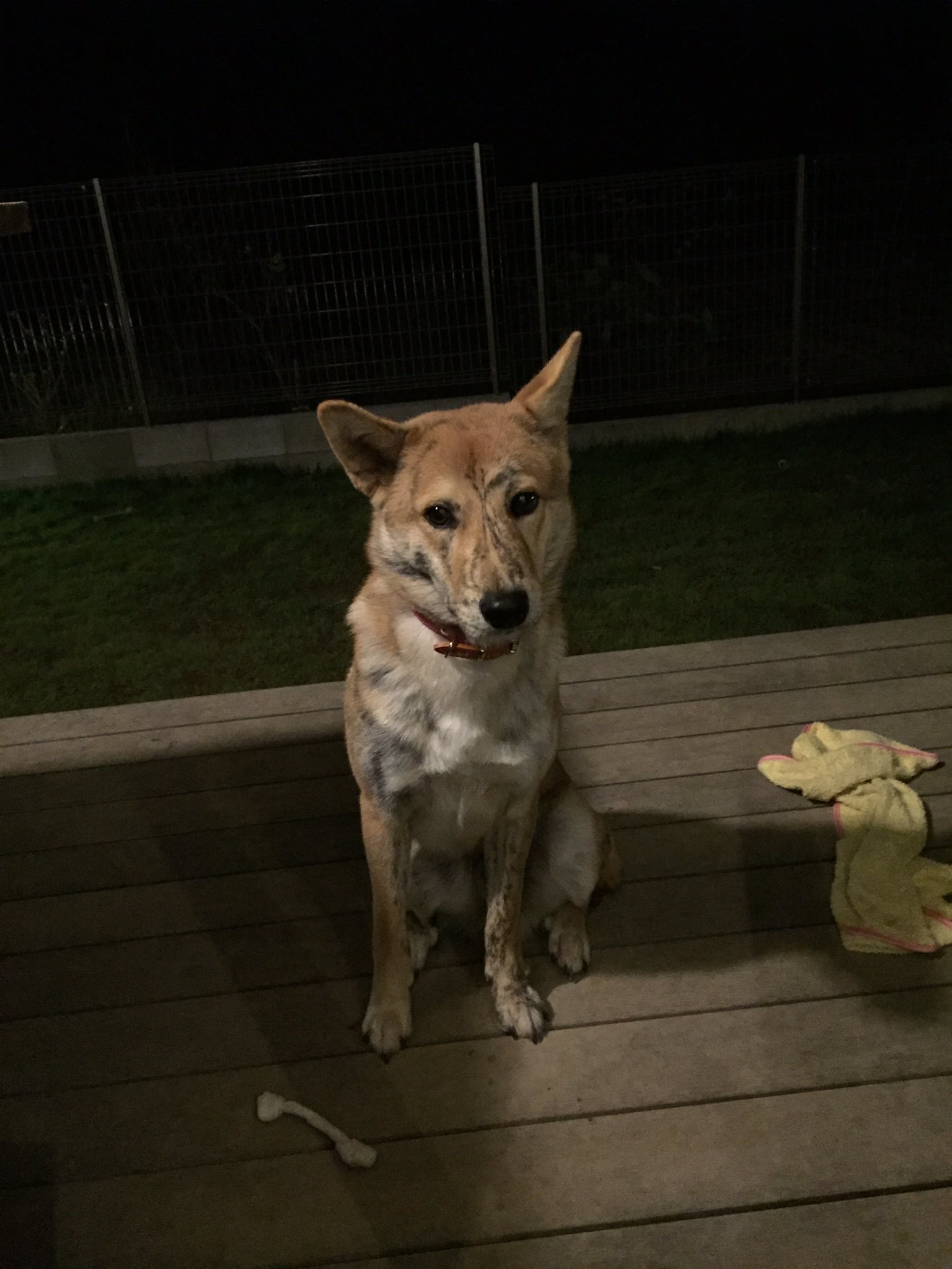 まい 愛犬が行方不明になってしまいました 甲斐犬柴犬ミックスです 赤の首輪をしてます 場所は 千葉県長生郡一宮町です もし見かけた方がいましたら連絡下さると助かります また拡散宜しくお願いします 虎毛 甲斐犬 犬 迷子犬 千葉 長生郡