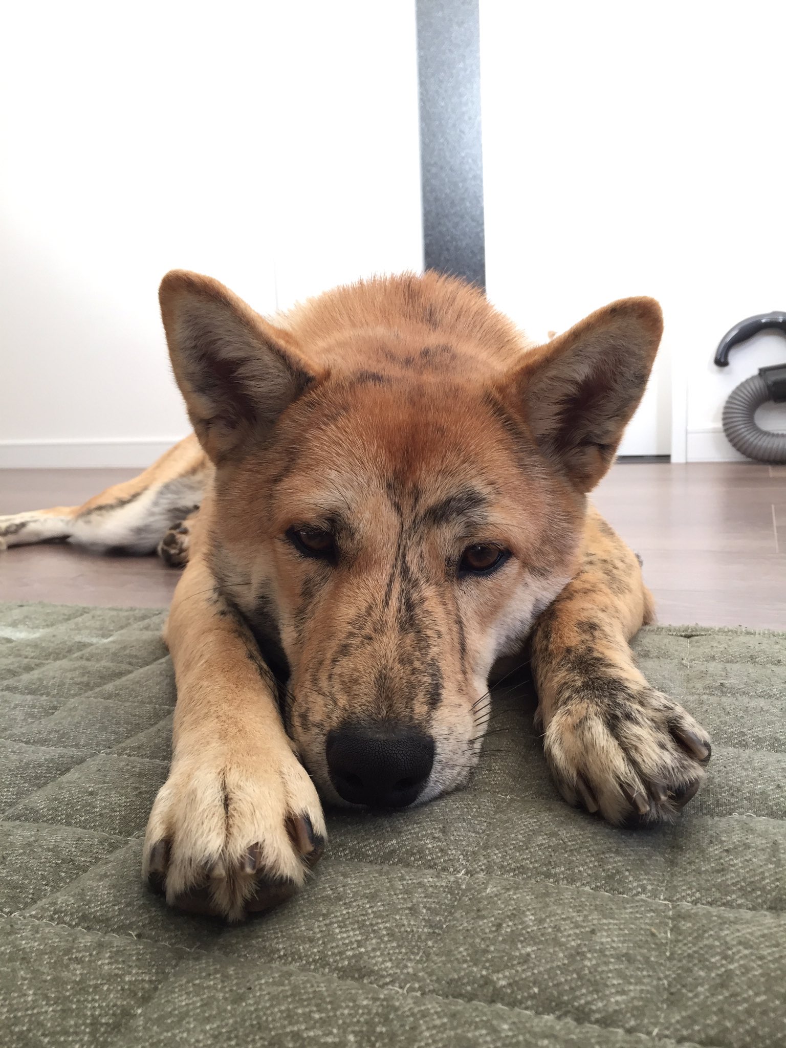 まい 愛犬が行方不明になってしまいました 甲斐犬柴犬ミックスです 赤の首輪をしてます 場所は 千葉県長生郡一宮町です もし見かけた方がいましたら連絡下さると助かります また拡散宜しくお願いします 虎毛 甲斐犬 犬 迷子犬 千葉 長生郡